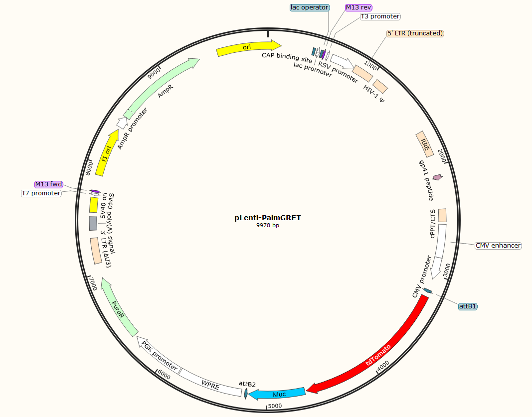 pLenti-PalmGRET-tdTomato