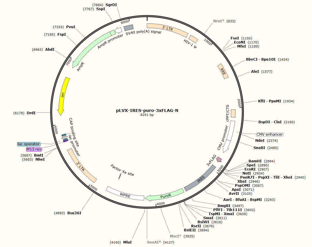 pLVX-IRES-puro-3xFLAG-N