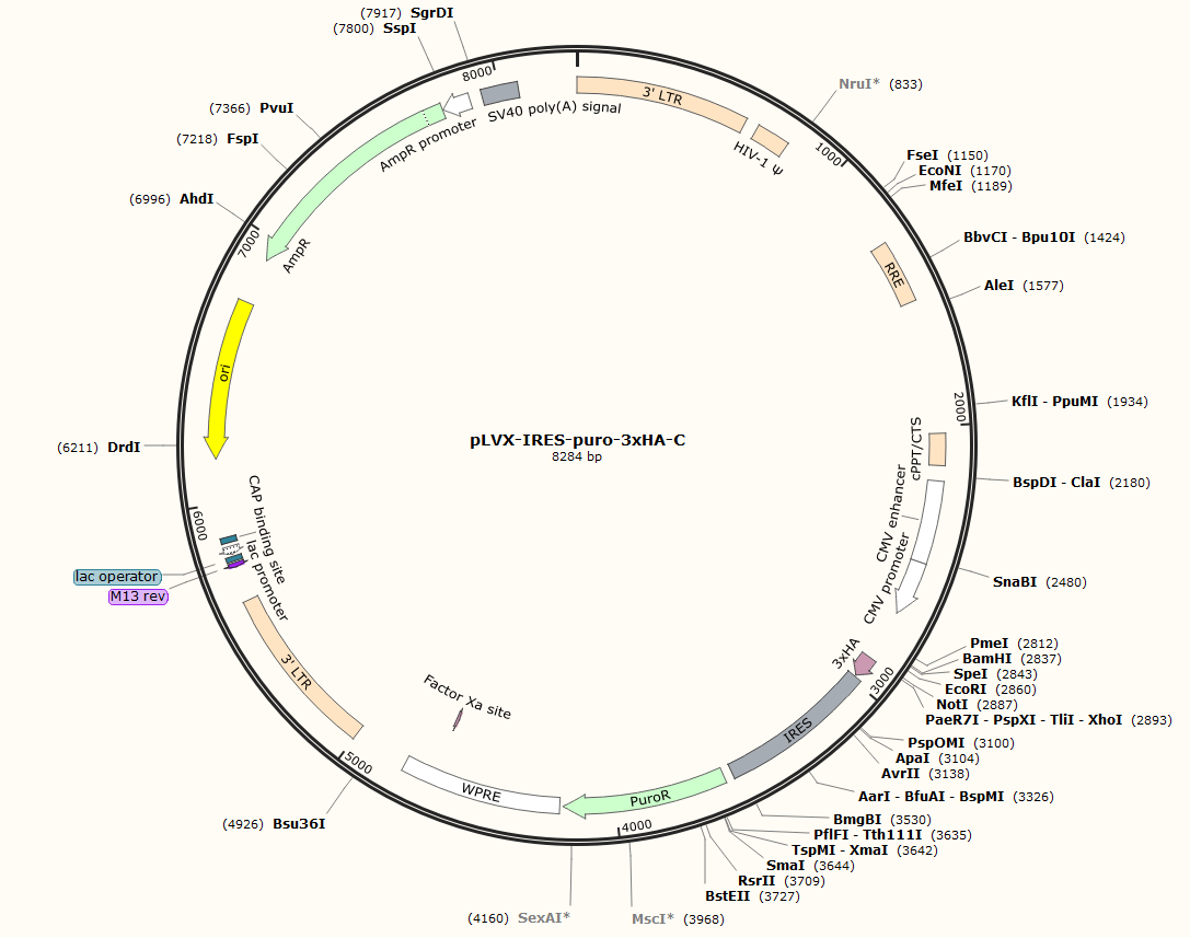 pLVX-IRES-puro-3xHA-C