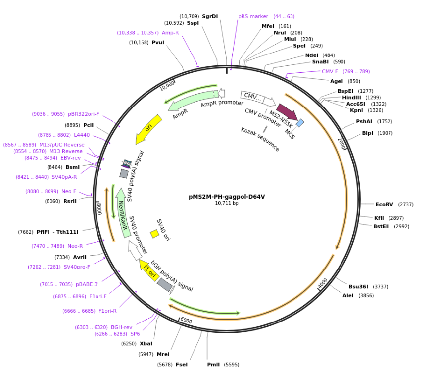 pMS2M-PH-Gag-Pol-D64V