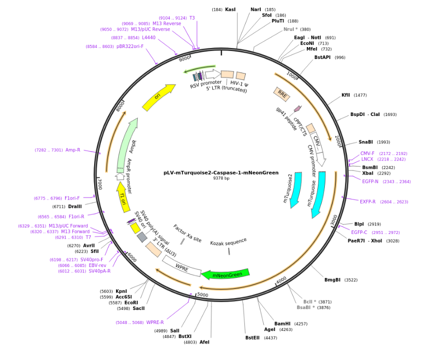 pLV-mTurquoise2-Caspase-1-mNeonGreen