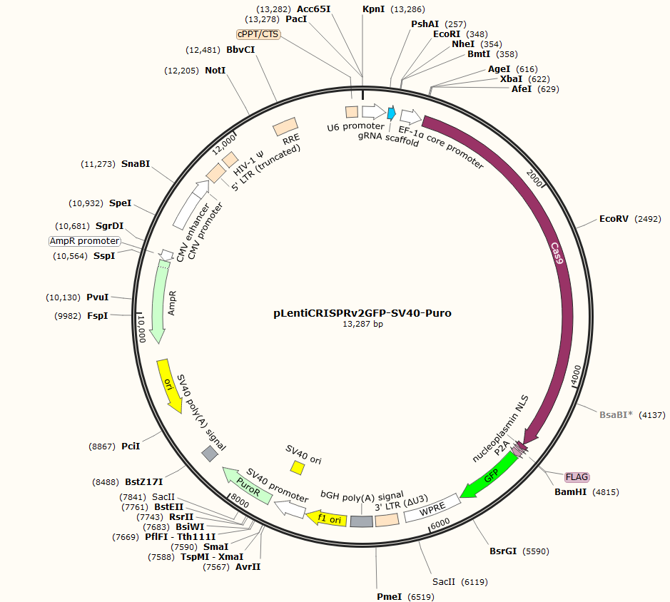 pLentiCRISPRv2GFP-SV40-Puro