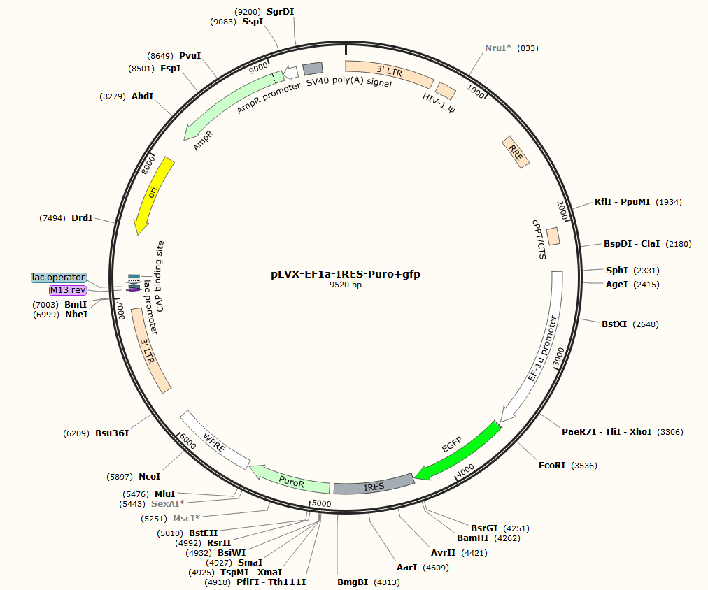 pLVX-EF1a-IRES-Puro+gfp