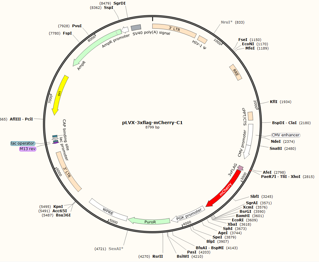 pLVX-3xflag-mCherry-C1
