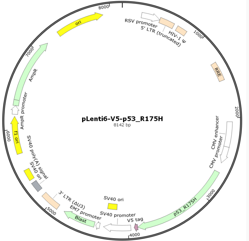 pLenti6/V5-p53_R175H 