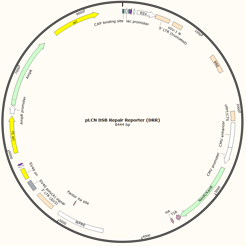 pLCN DSB Repair Reporter (DRR)
