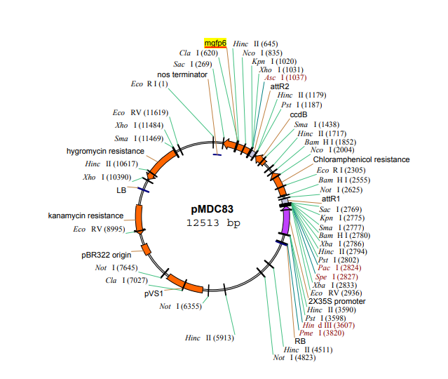 pMDC83