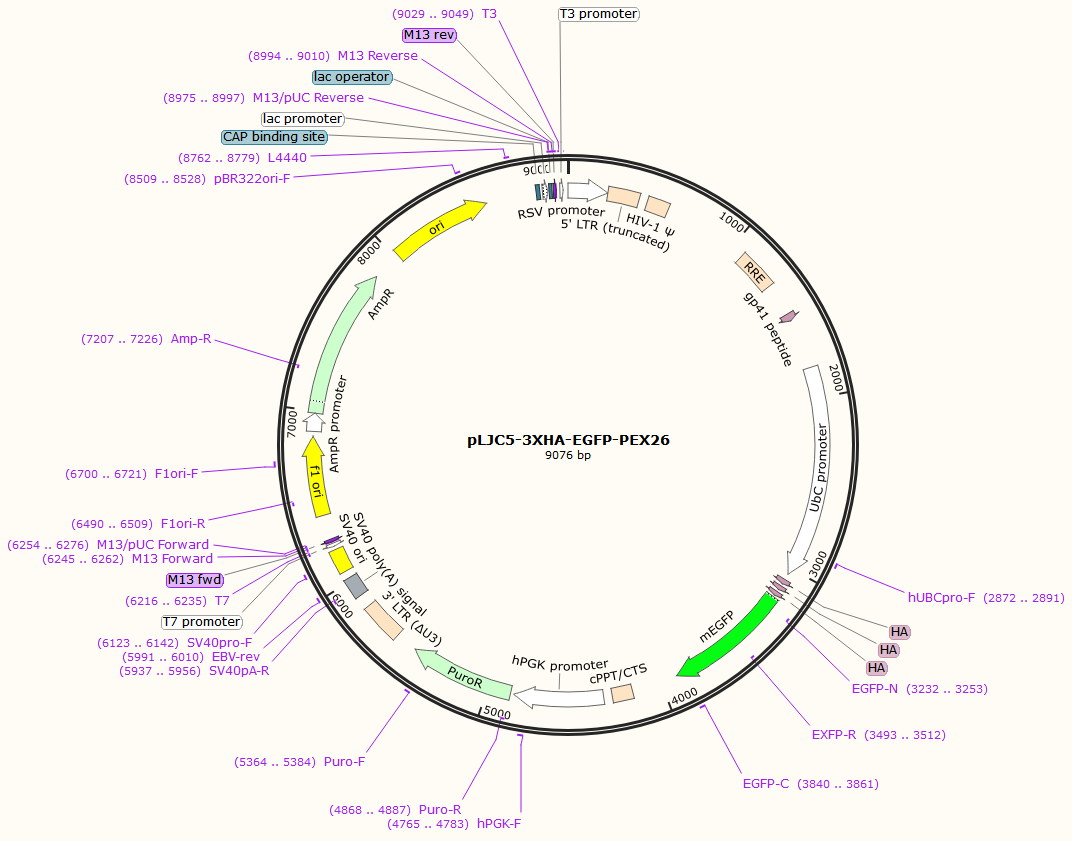 pLJC5-3XHA-EGFP-PEX26