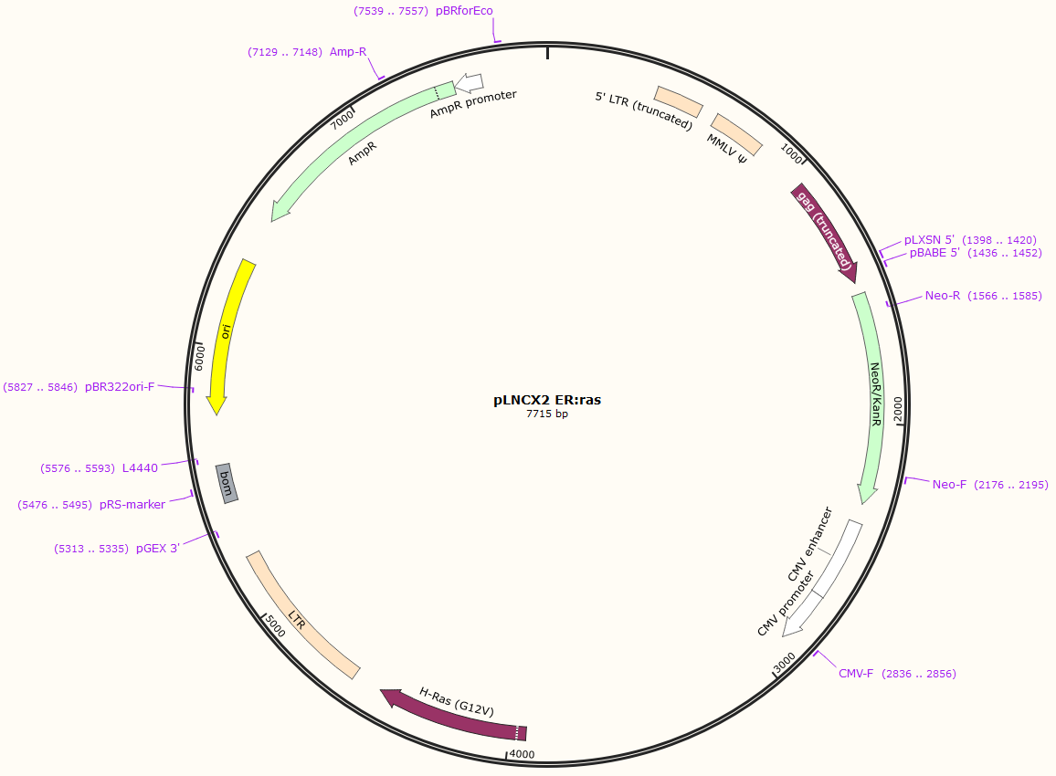 pLNCX2 ER:ras