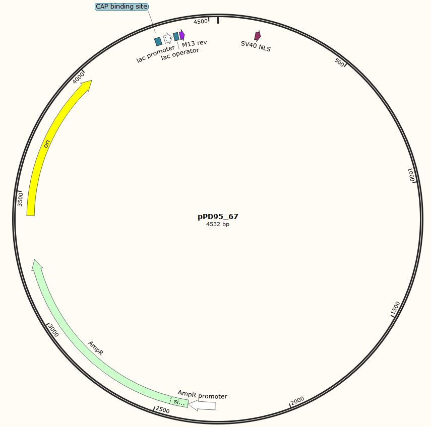 pPD95_67