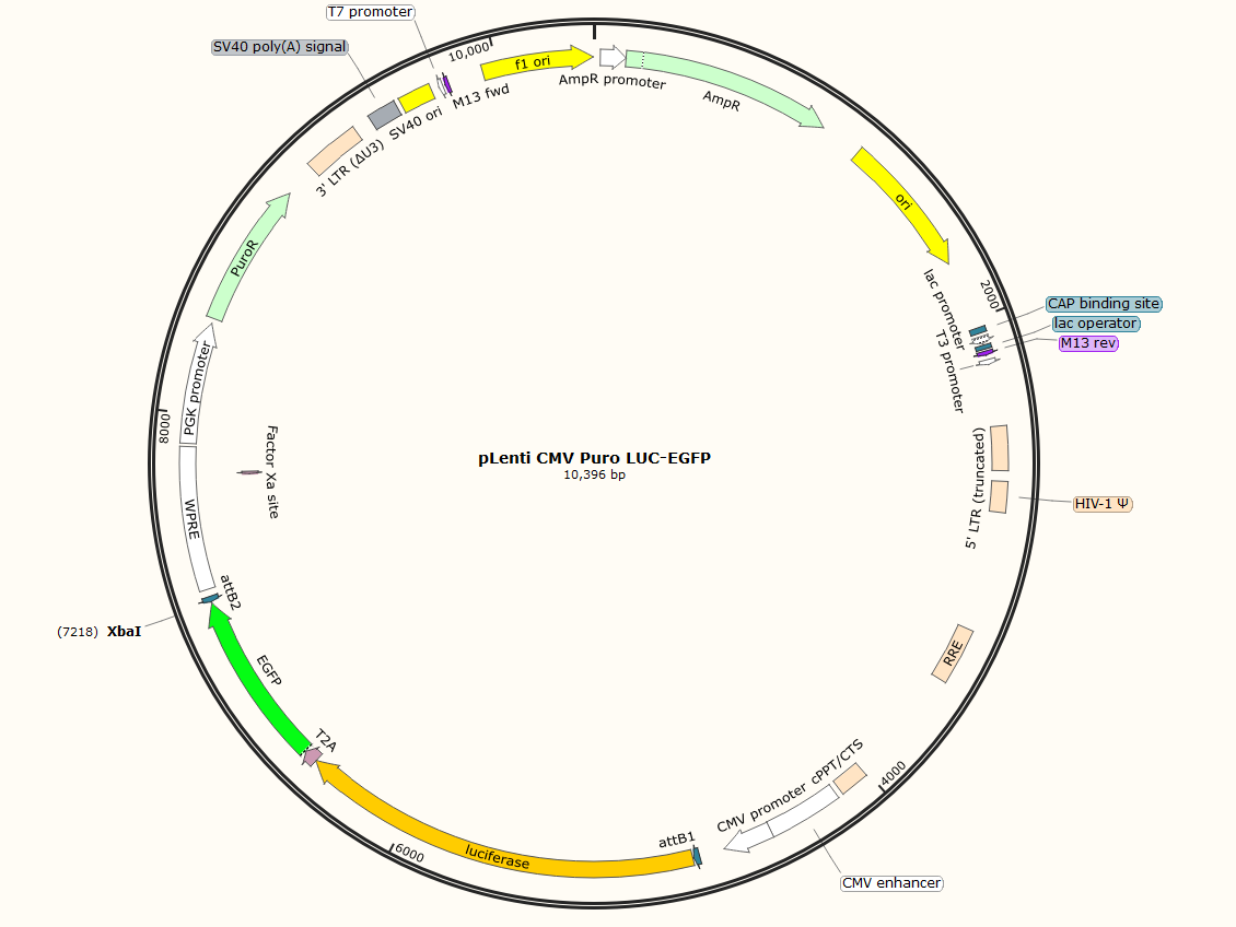 pLenti CMV Puro LUC-EGFP