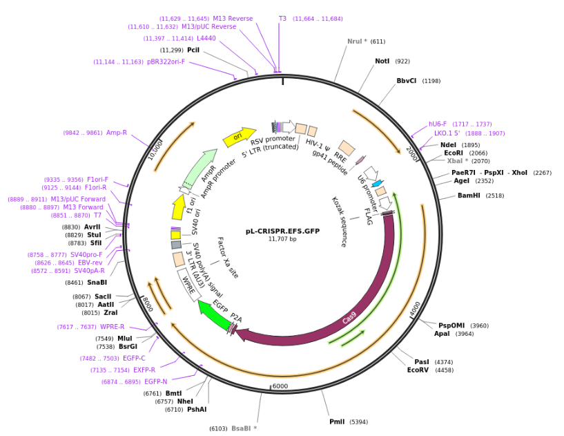pL-CRISPR.EFS.GFP