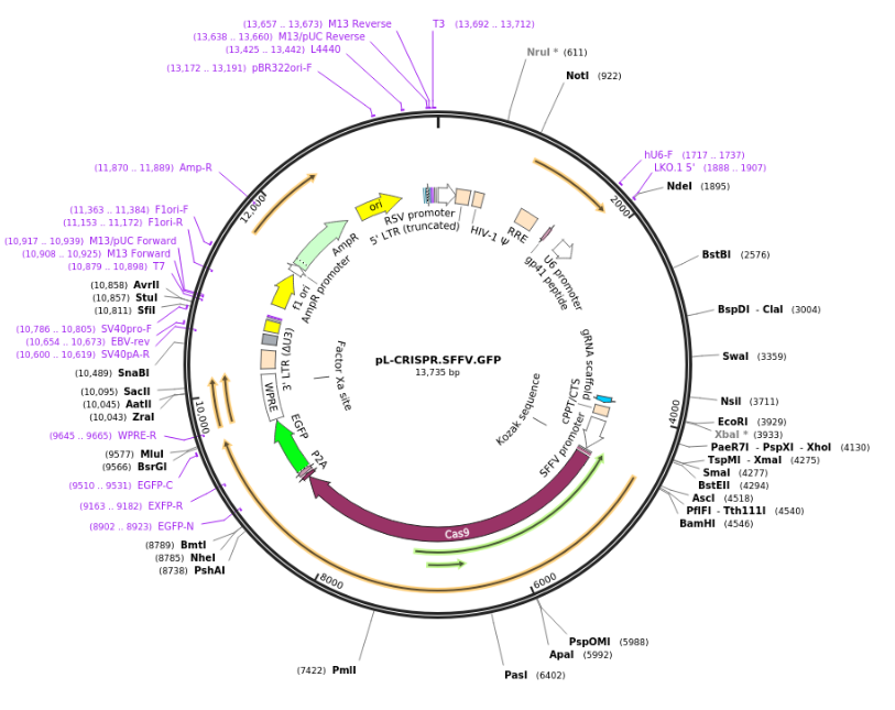 pL-CRISPR.SFFV.GFP