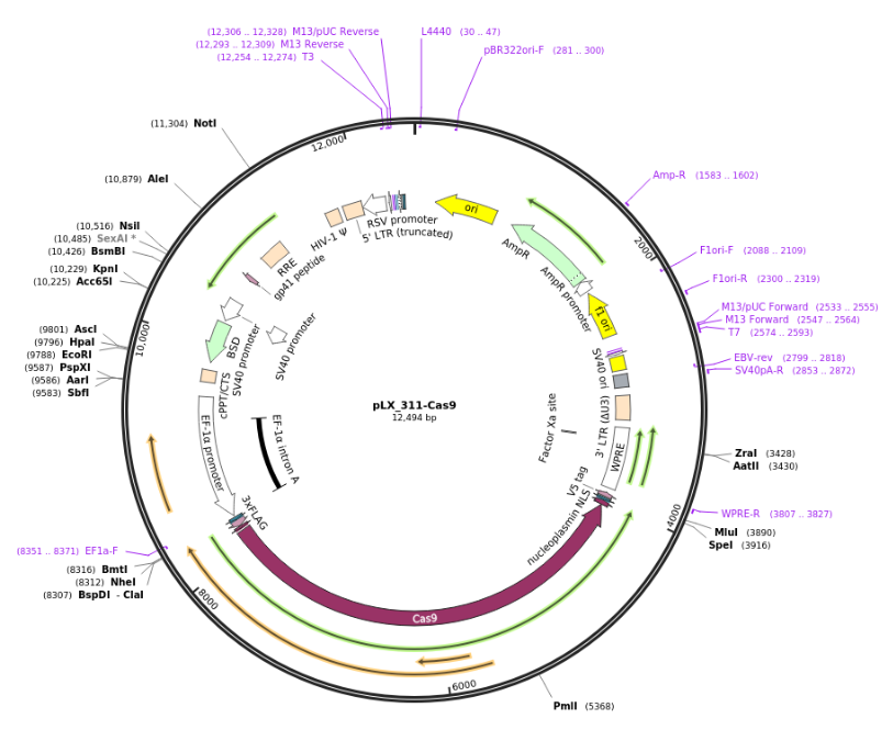 pLX_311-Cas9