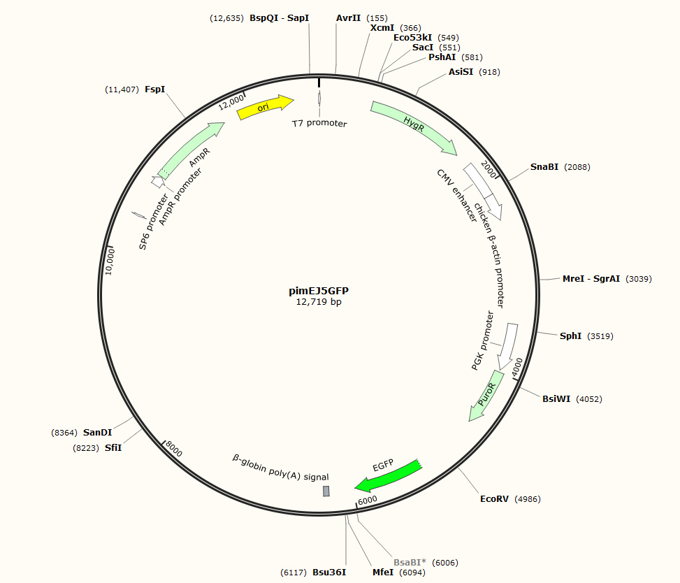pimEJ5GFP(Plasmid #44026)