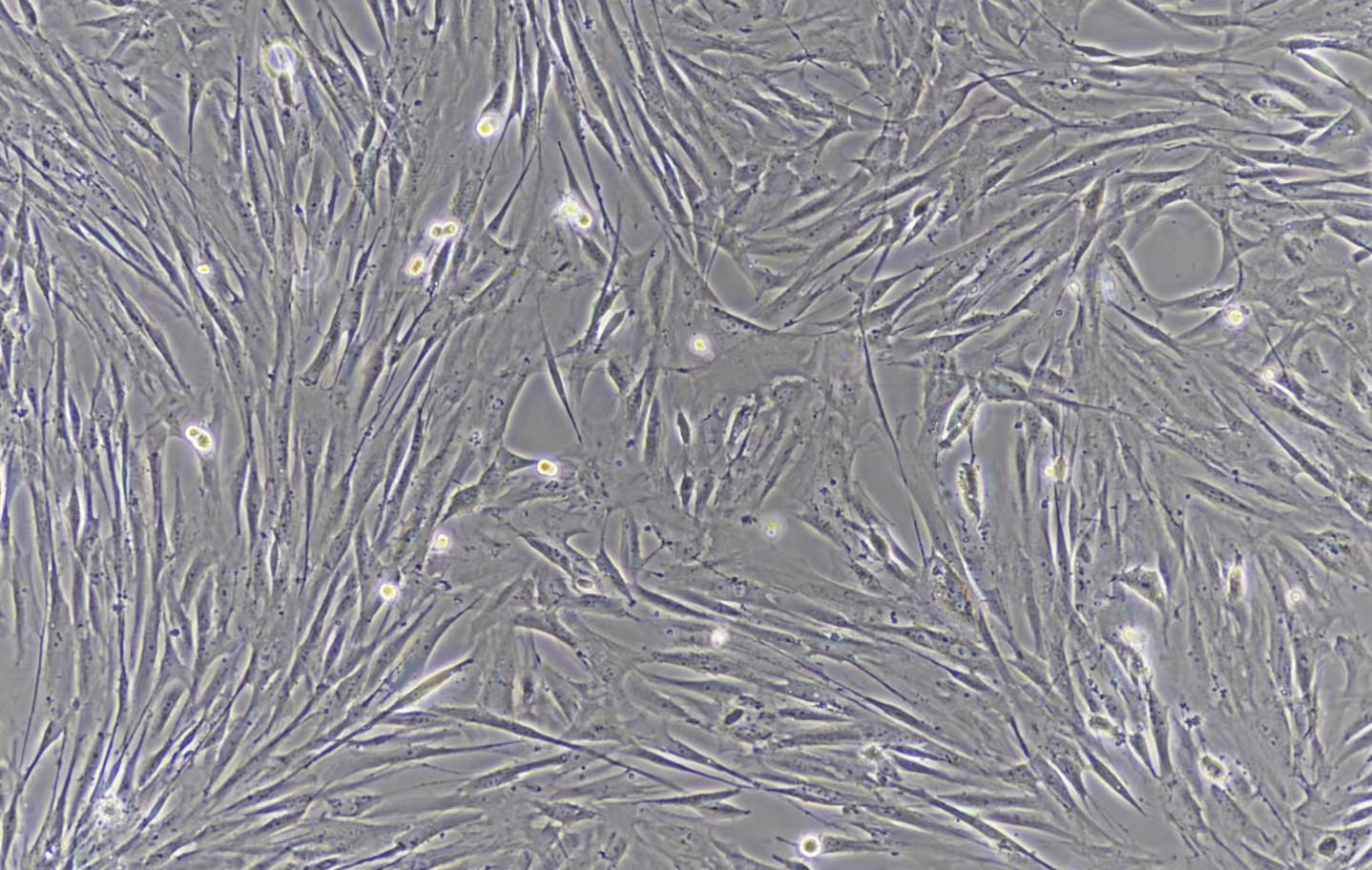 猪骨骼肌卫星细胞