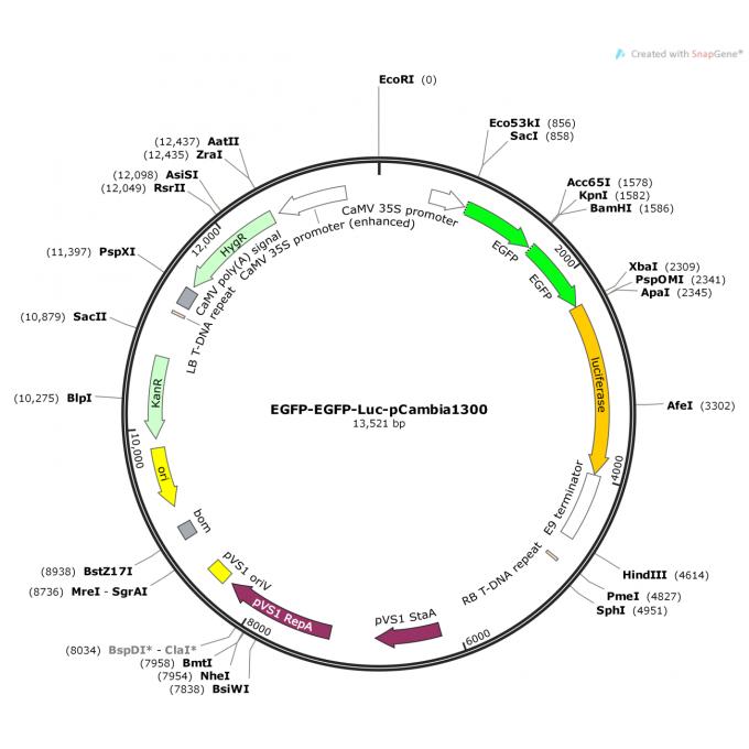 EGFP-EGFP-Luc-pCambia1300