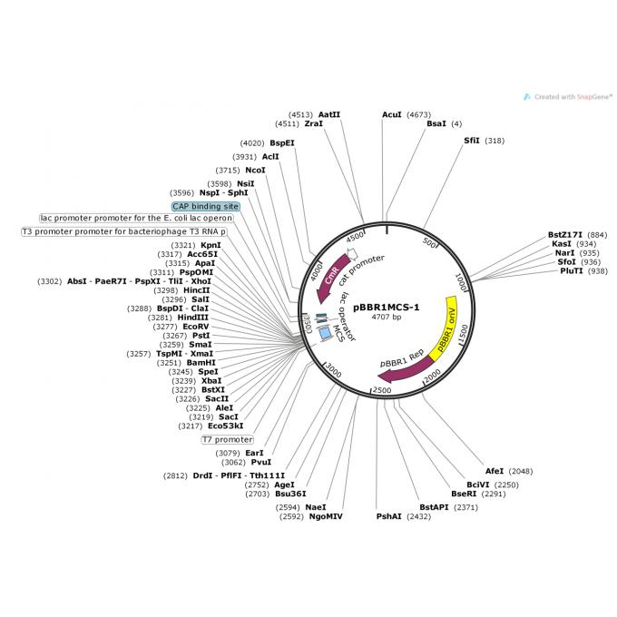 pBBR1MCS-1