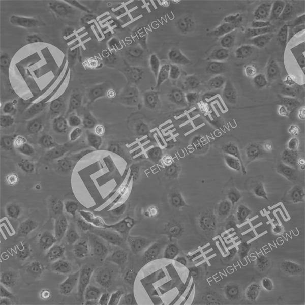 NRK-52E细胞（正常大鼠肾细胞）