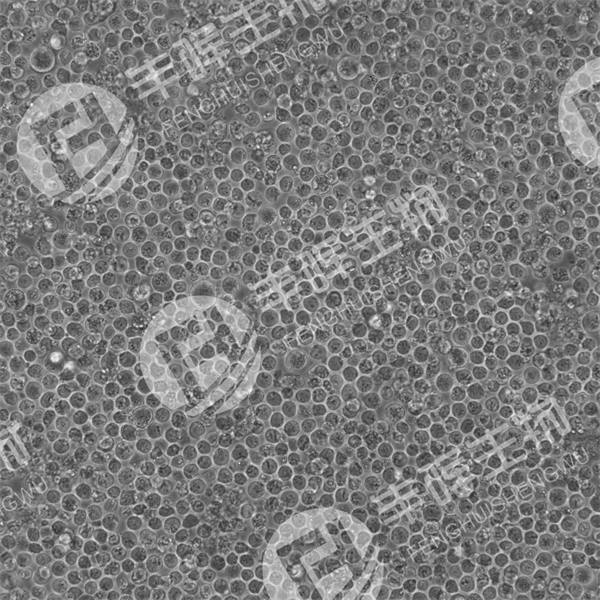 KG-1细胞（人急性骨髓性白血病细胞）