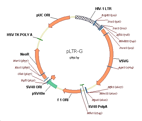 pLTR-G慢病毒VSVG包膜蛋白表达质粒