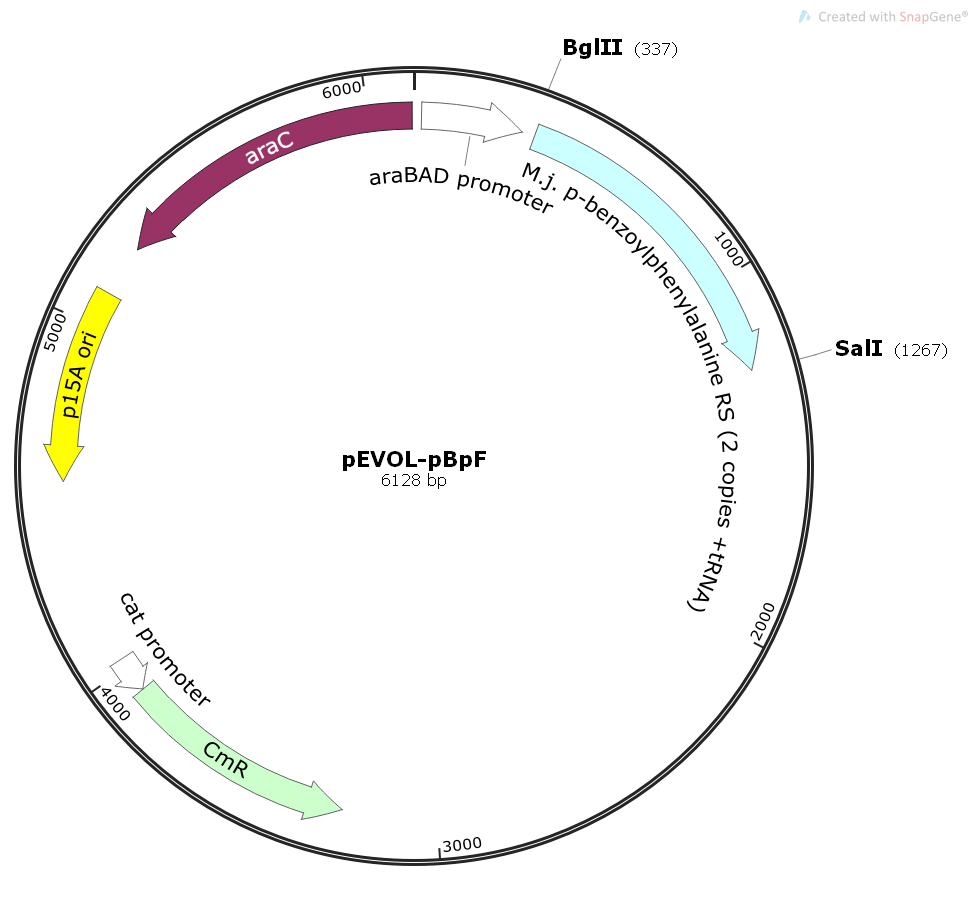 pEVOL-pBpF球菌基因大肠表达质粒