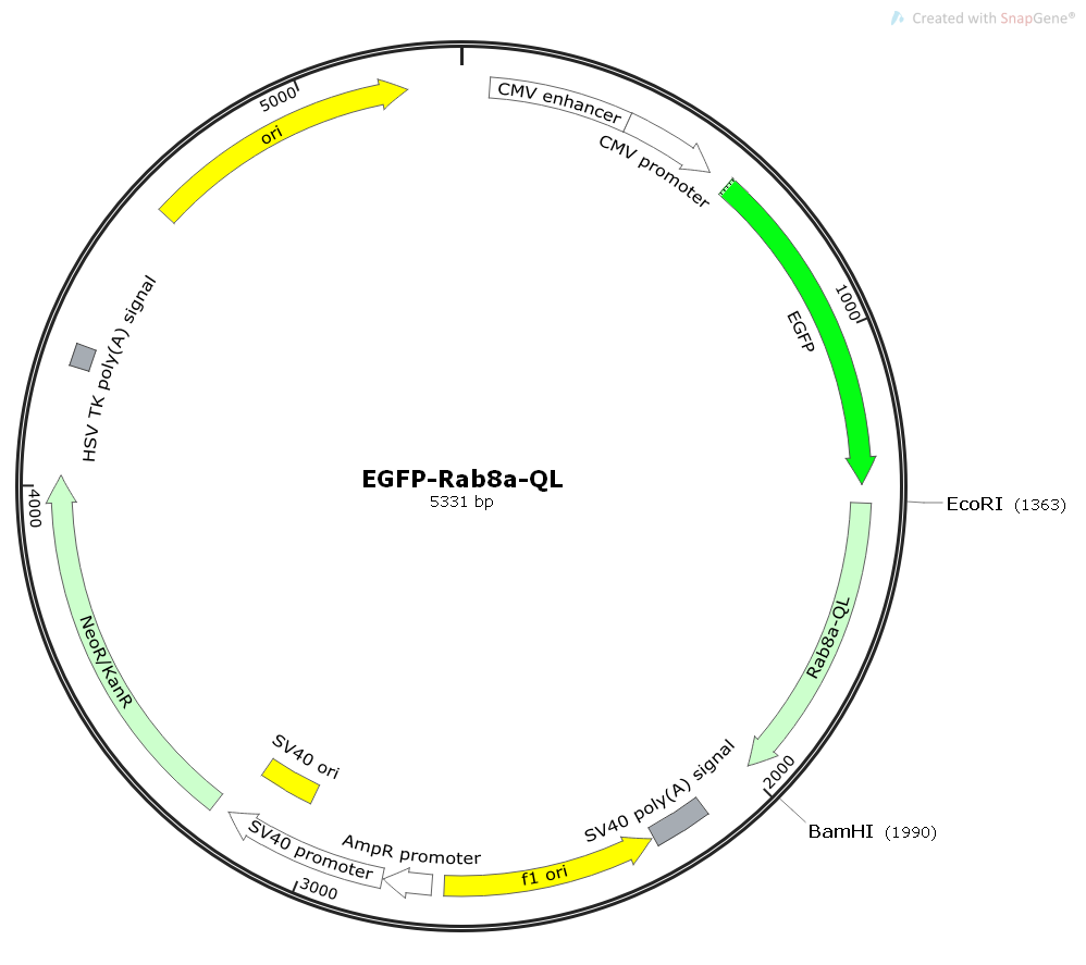 EGFP-Rab8a-QL人源基因哺乳表达质粒