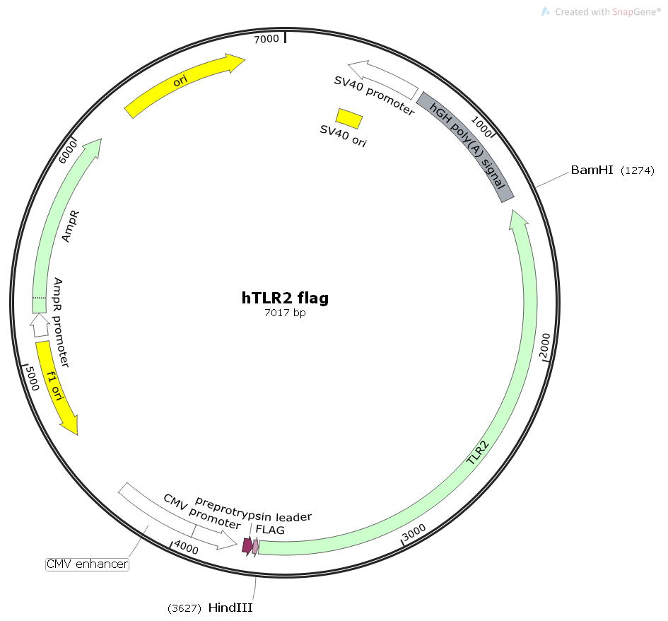 hTLR2flag人源基因哺乳表达质粒