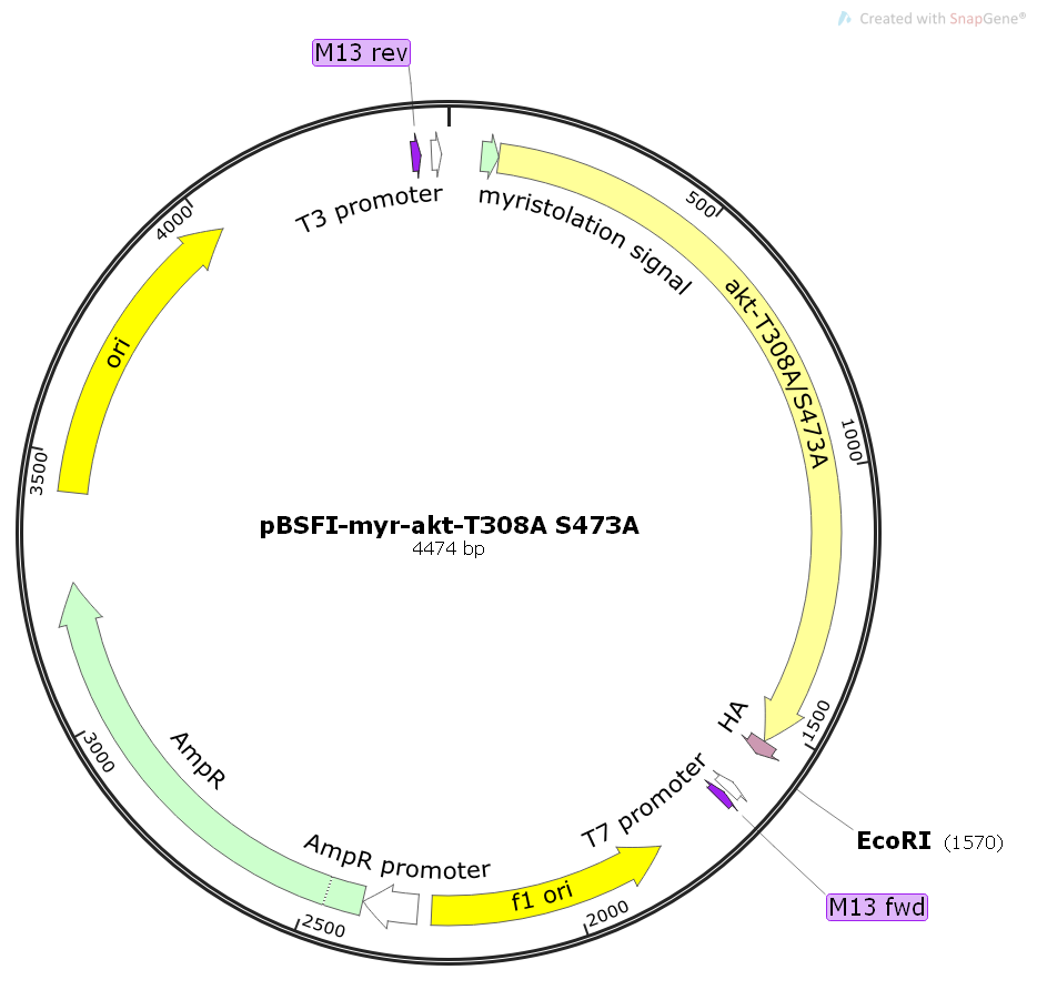 pBSFI-myr-akt-T308A/S473A小鼠基因克隆质粒