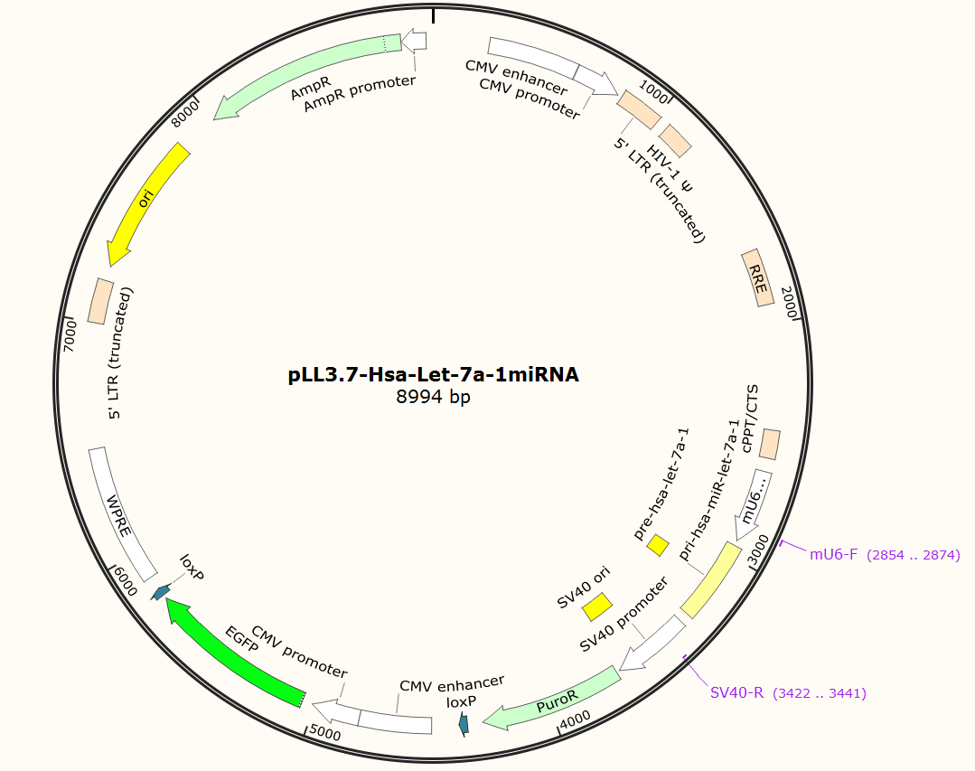 pLL3.7-Hsa-Let-7a-1miRNA人源基因调控质粒