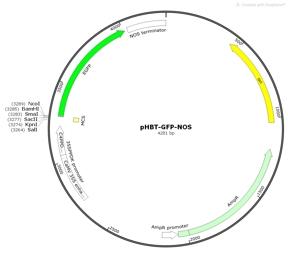 pHBT-GFP-NOS植物绿色荧光表达质粒