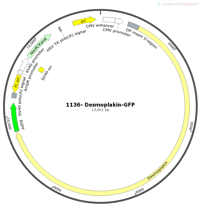 1136-Desmoplakin-GFP人源基因哺乳表达质粒