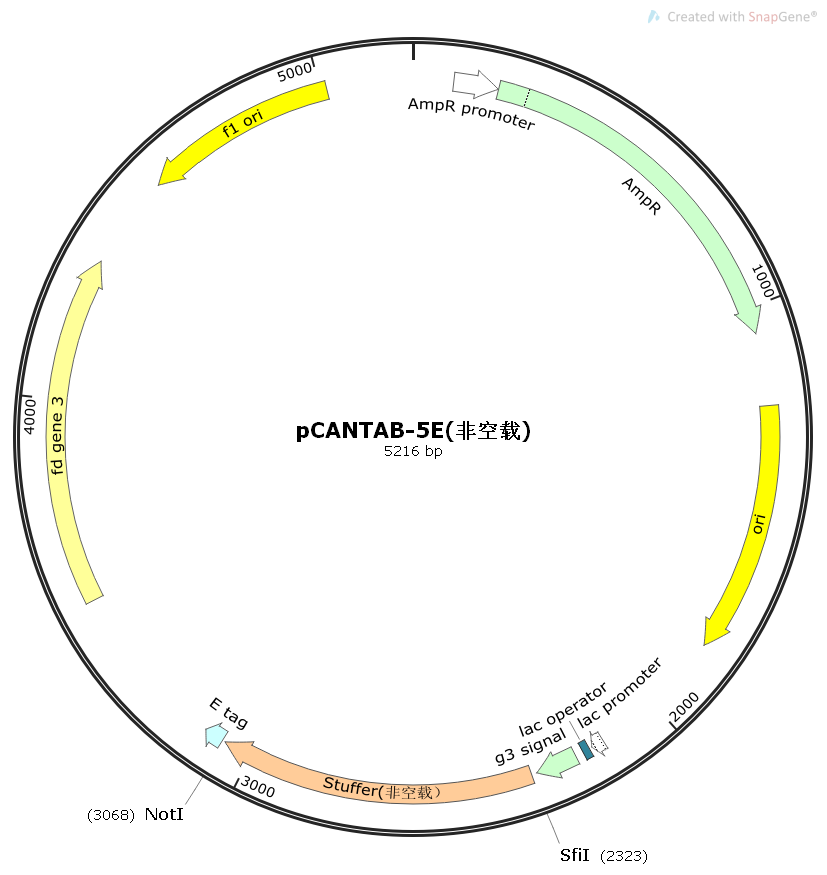 pCANTAB-5E(非空载)噬菌体展示质粒