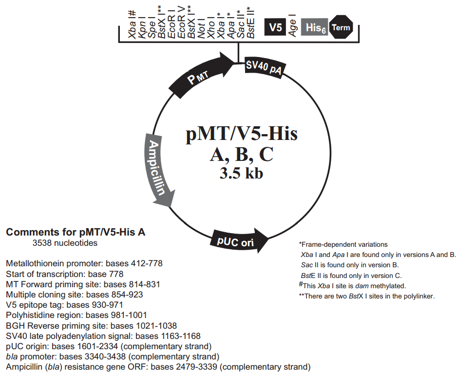 pMT-V5-HisApMT/V5-HisA昆虫胞内表达质粒
