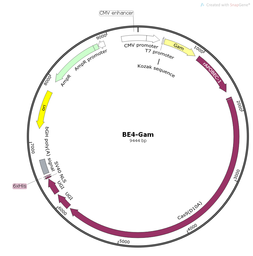 BE4-Gam哺乳基因编辑质粒