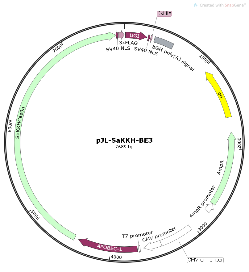 pJL-SaKKH-BE3哺乳基因编辑质粒
