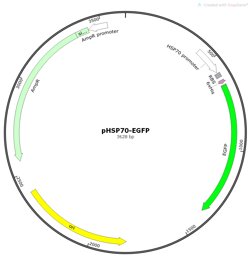pHSP70-EGFP大肠绿色荧光表达质粒