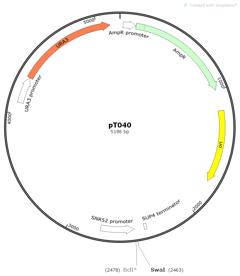 pT040酵母gRNA表达质粒