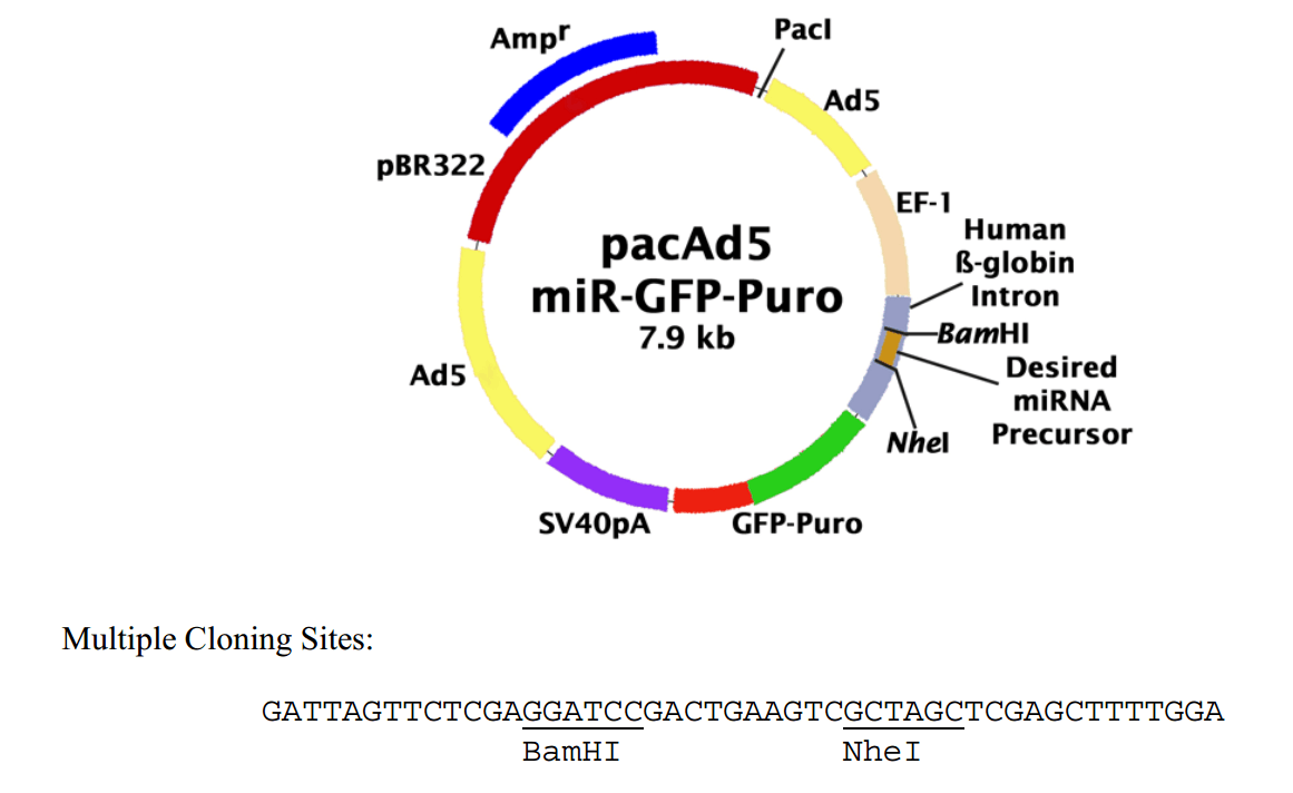 pacAd5-miR-GFP-puro腺病毒miRNA表达质粒