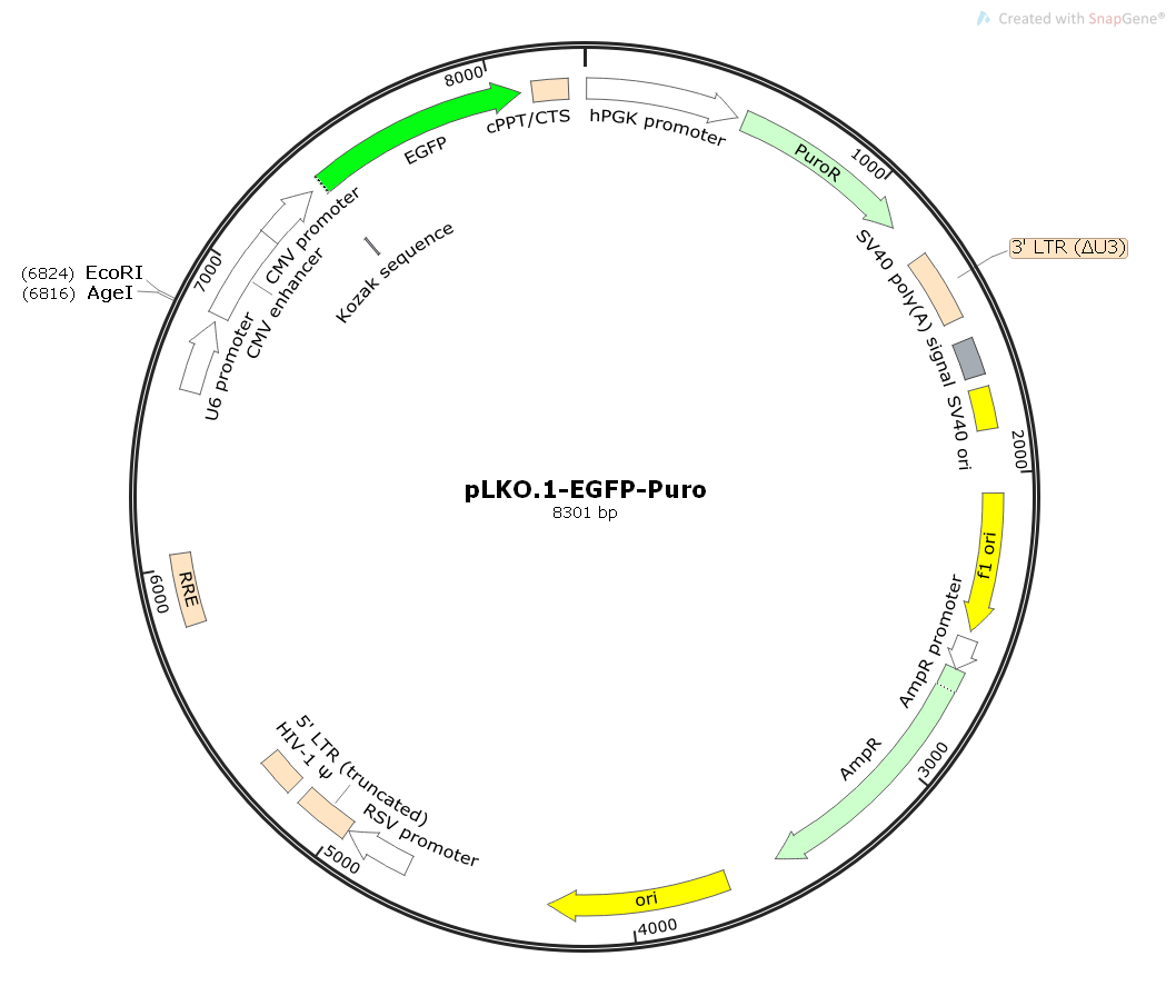 pLKO.1-EGFP-Puro慢病毒干扰RNA质粒
