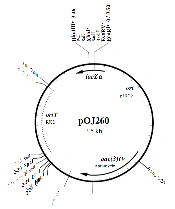pOJ260链霉菌基因敲除表达质粒