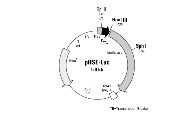 pHSE-Luc单荧光素酶信号通路活性质粒
