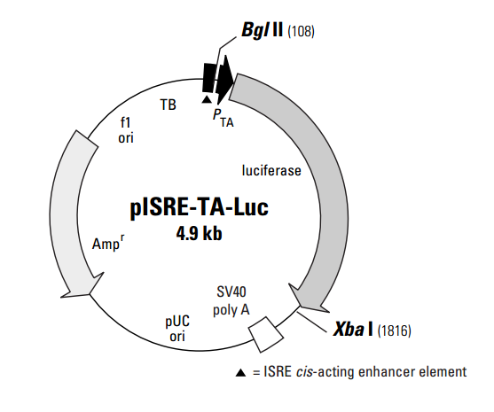 pISRE-TA-Luc单荧光素酶信号通路报告质粒