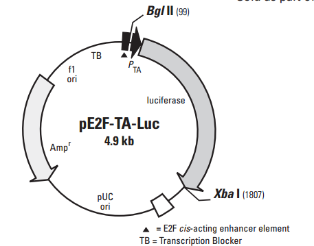 pE2F-TA-Luc单荧光素酶信号通路报告质粒
