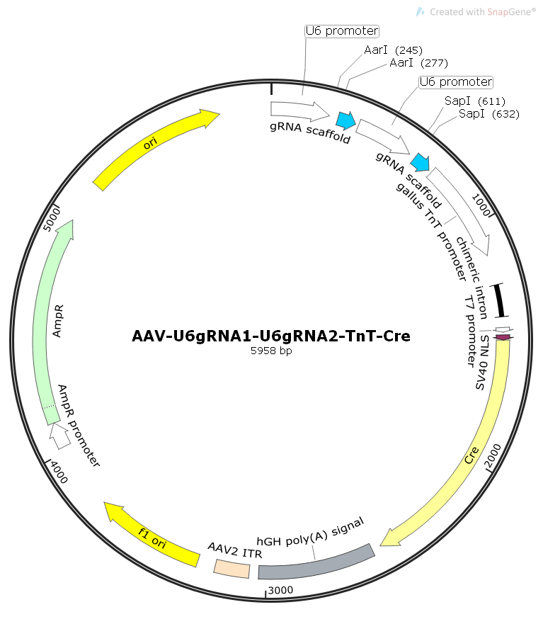 AAV-U6gRNA1-U6gRNA2-TnT-Cre哺乳腺相关病毒Cre和2×gRNA表