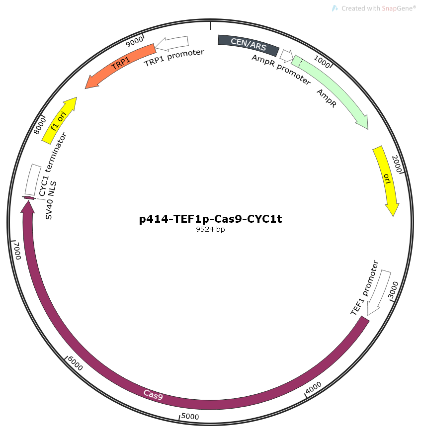 p414-TEF1p-Cas9-CYC1t酵母编辑Cas9表达质粒