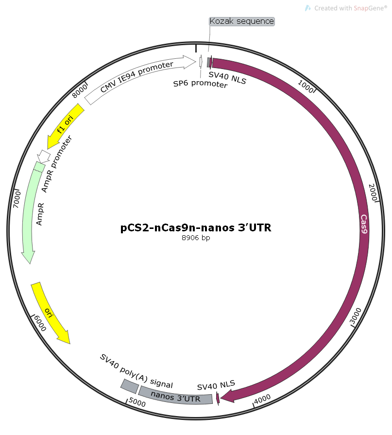 pCS2-nCas9n-nanos3’UTR鱼类基因编辑Cas9表达质粒