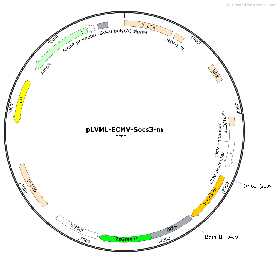 pLVML-ECMV-Socs3-m小鼠基因慢病毒质粒