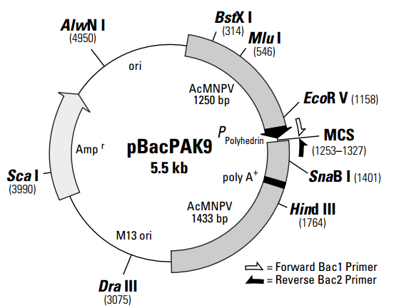 pBacpAK9昆虫表达质粒