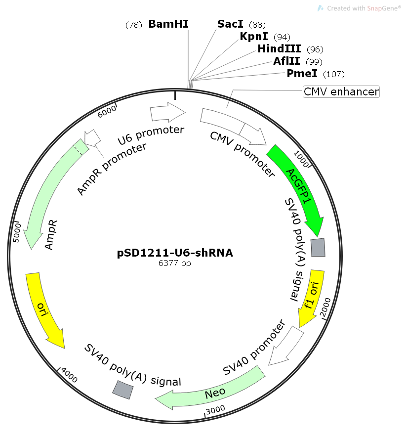 pSD1211-U6-shRNA哺乳干扰RNA转录